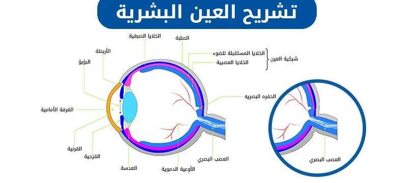 وظيفة العصب البصري